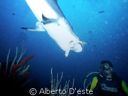 Skark eats front diver by Alberto D'este 